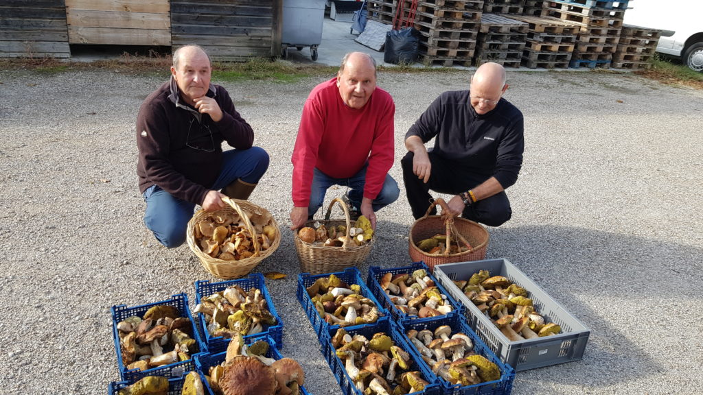 Photo équipe ramasseurs de champignons avec leu cueillette du jour